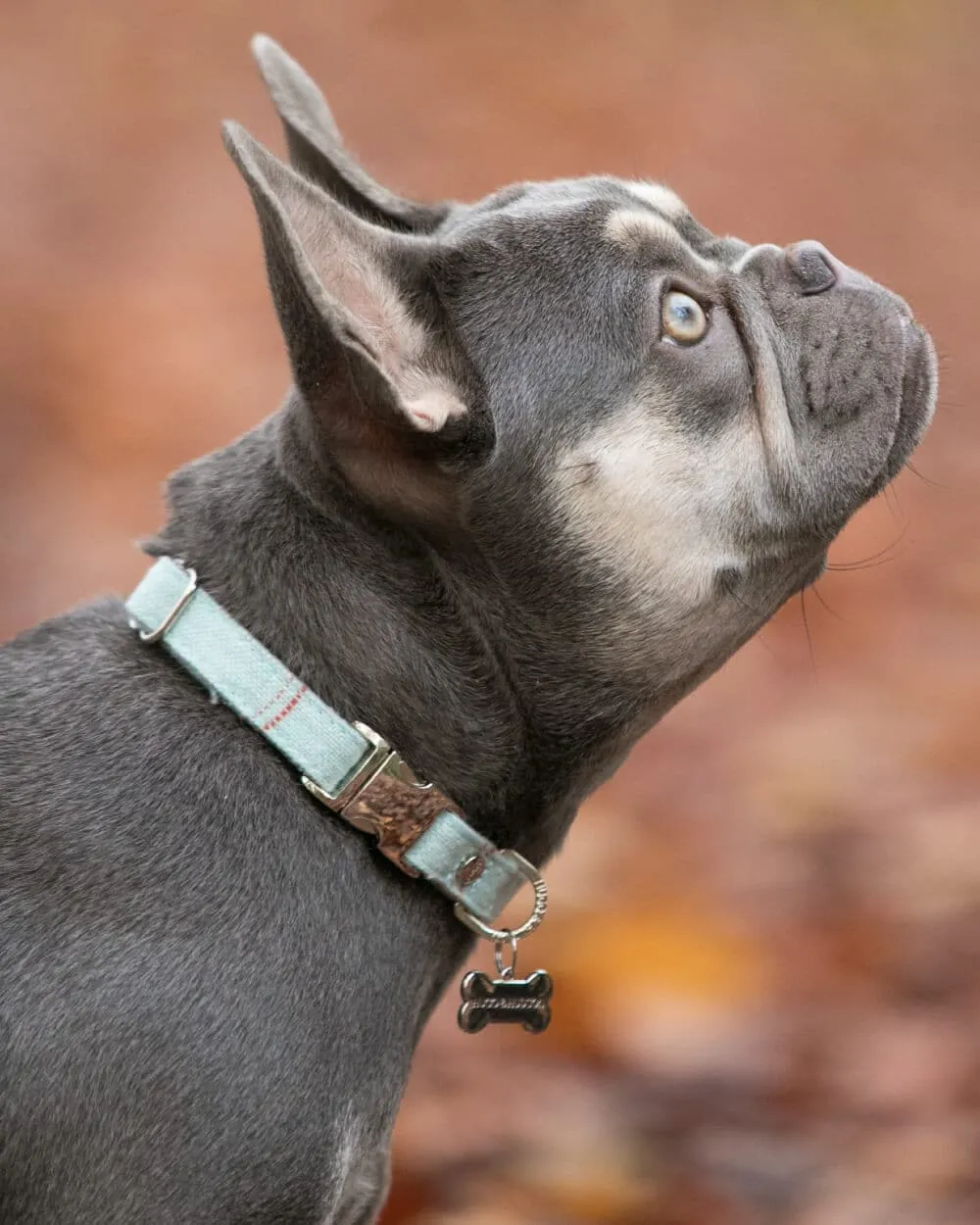 Tweed Metal Buckle Dog Collar - Aqua Checked