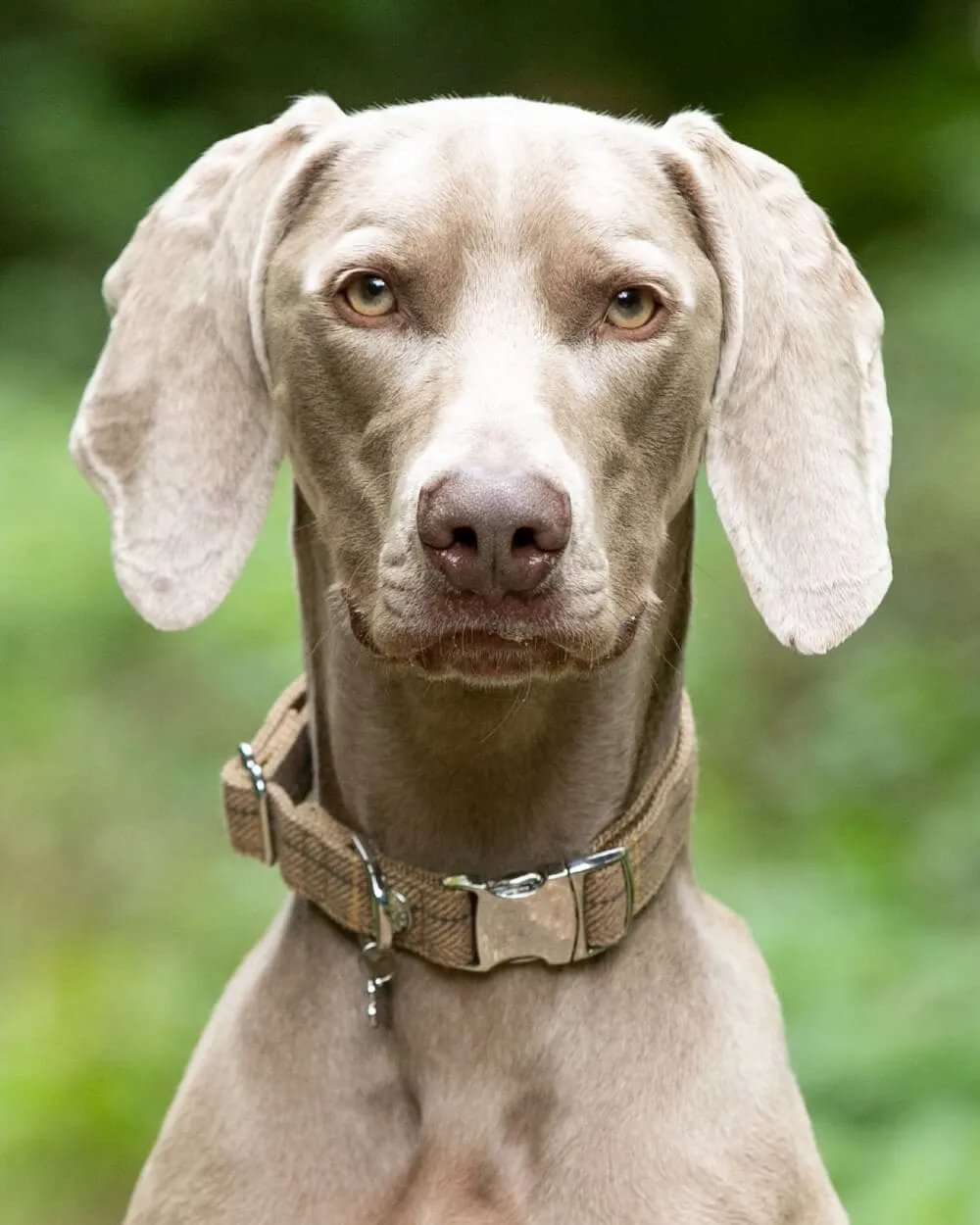 Tweed Metal Buckle Dog Collar - Caramel Checked Herringbone