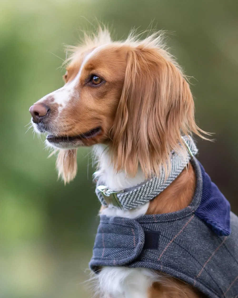 Tweed Metal Buckle Dog Collar - Grey Herringbone