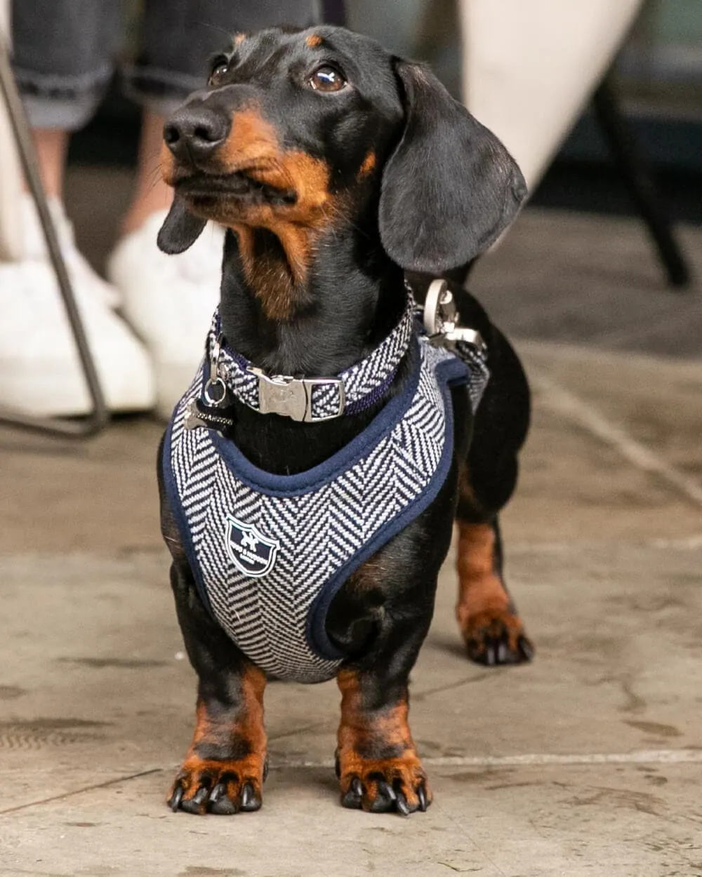 Tweed Metal Buckle Dog Collar - Navy Herringbone