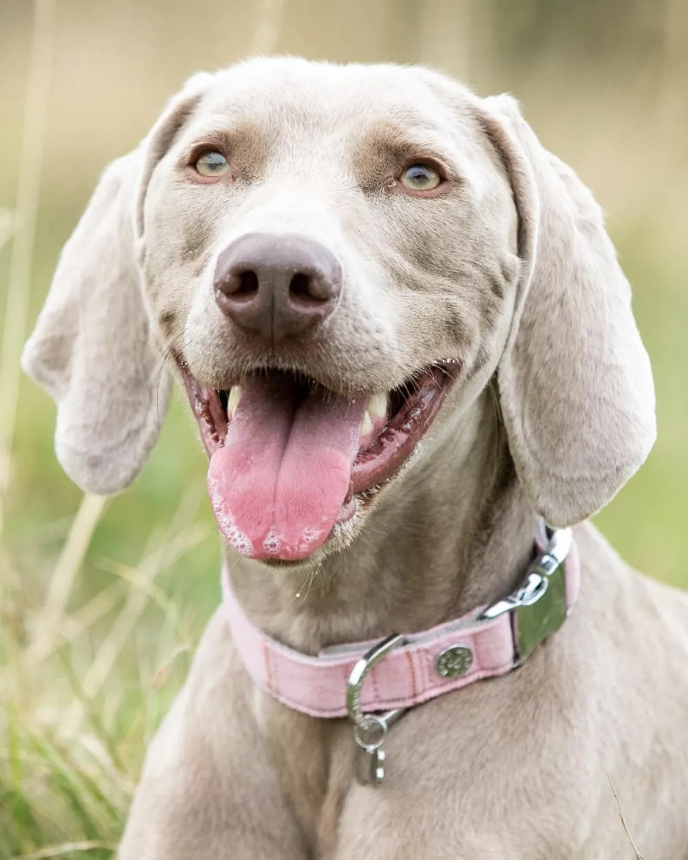 Tweed Metal Buckle Dog Collar - Pink Checked