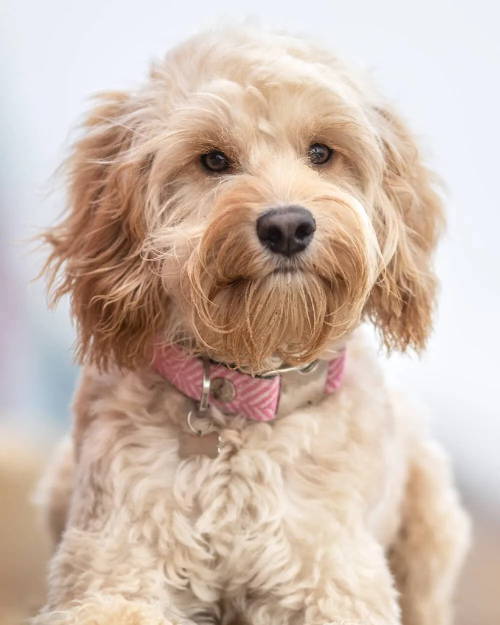 Tweed Metal Buckle Dog Collar - Pink Herringbone